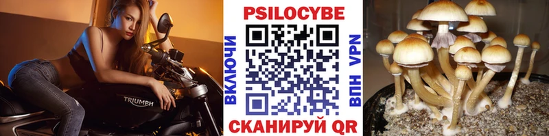 hydra ссылка  Короча  Галлюциногенные грибы Cubensis 